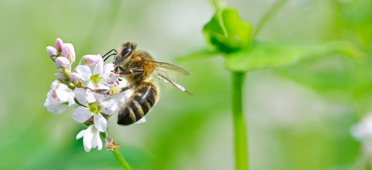 BeeCure® Celebrates World Bee Day