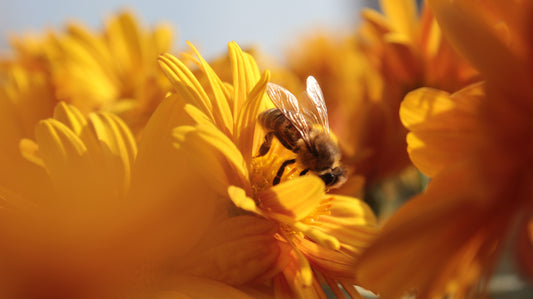 Healing, Naturally: The BeeCure Story