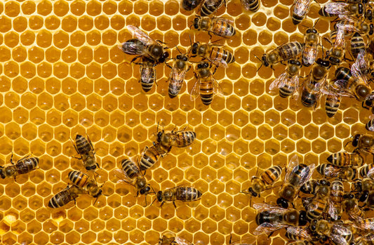 World Bee Day Spotlight: Buckwheat Honey and the Skincare Power of Bees