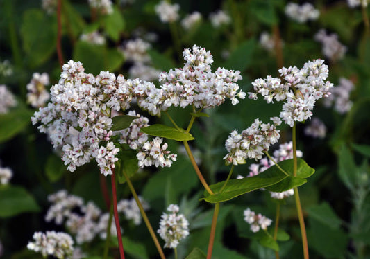 The Unique Properties of Buckwheat Honey for Skin Care