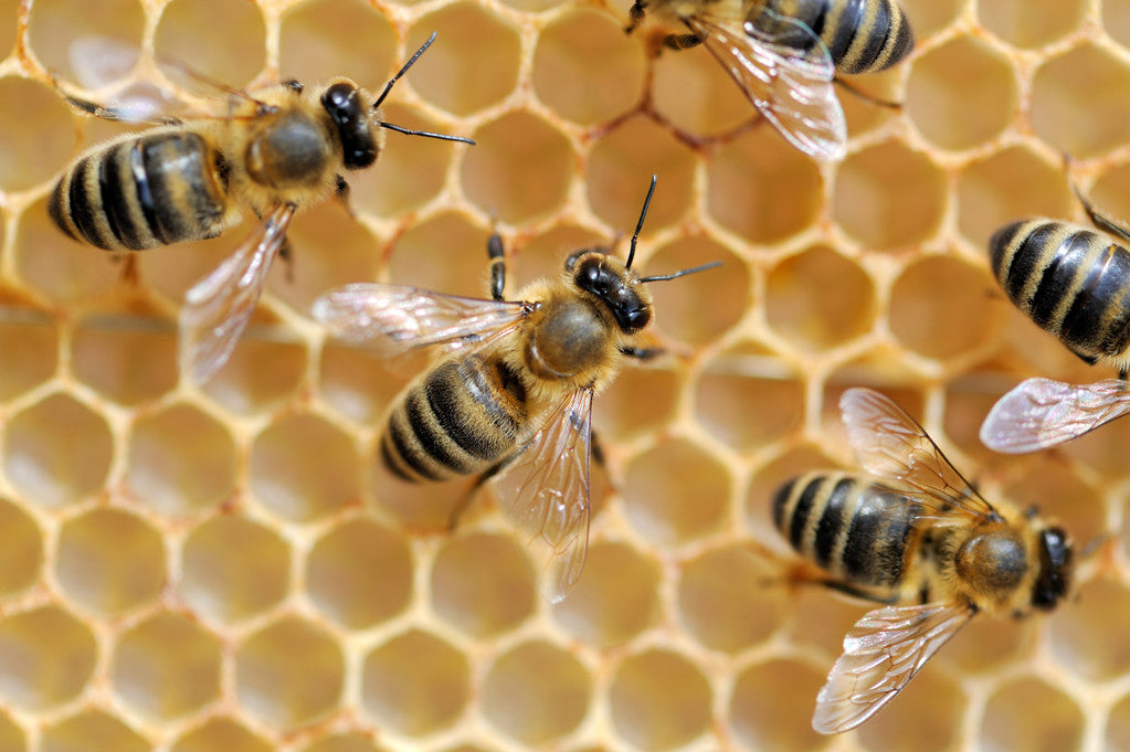 Skin Benefits of Buckwheat Honey: A Natural Approach to Skincare