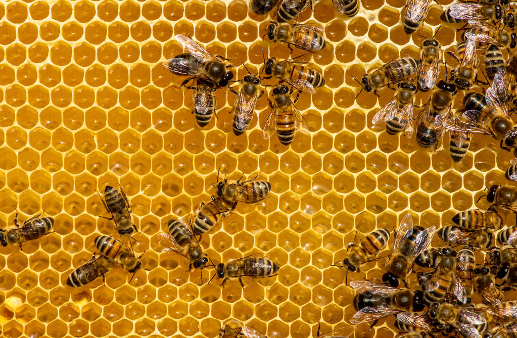 World Bee Day Spotlight: Buckwheat Honey and the Skincare Power of Bees