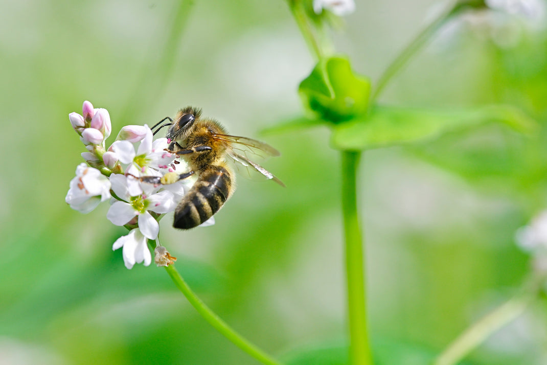 Image showcasing Why Buckwheat Honey?| Anti-inflammatory, Antioxidant, Antibacterial|Be ...