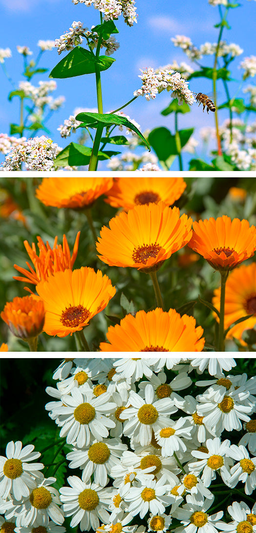 Why Buckwheat Honey? Antiinflammatory, Antioxidant, AntibacterialBe BeeCure